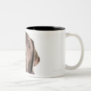 Studio portrait of Chocolate Labrador Two-Tone Coffee Mug