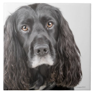 Studio portrait of cocker spaniel ceramic tile