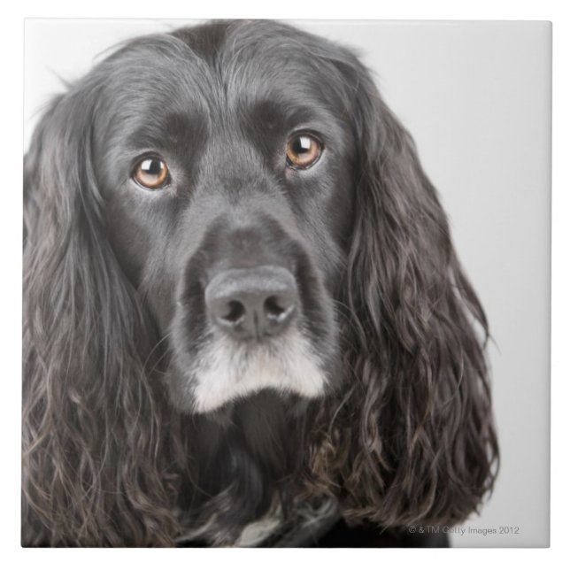 Studio portrait of cocker spaniel ceramic tile (Front)