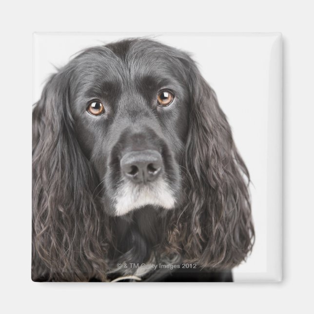 Studio portrait of cocker spaniel magnet (Front)