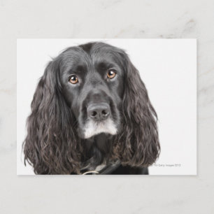 Studio portrait of cocker spaniel postcard