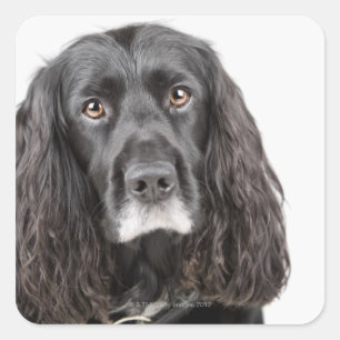Studio portrait of cocker spaniel square sticker