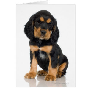 Studio portrait of Rottweiler puppy