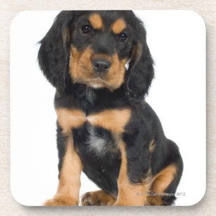 Studio portrait of Rottweiler puppy Coaster