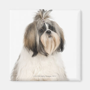 Studio portrait of Shih Tzu Magnet