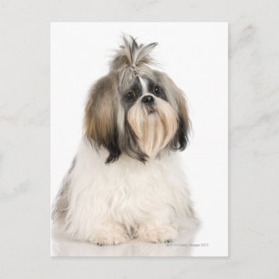 Studio portrait of Shih Tzu Postcard