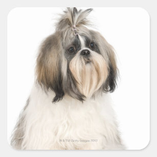 Studio portrait of Shih Tzu Square Sticker