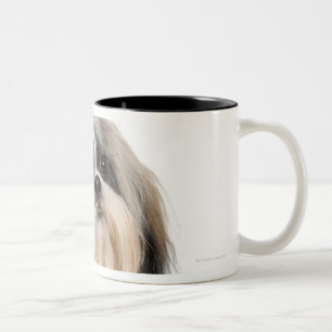 Studio portrait of Shih Tzu Two-Tone Coffee Mug