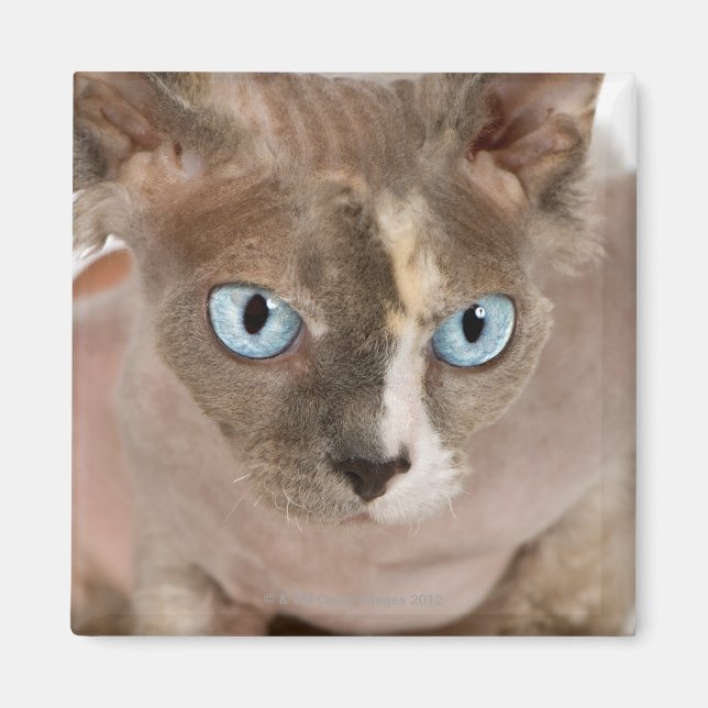 Studio portrait of Sphynx cat Magnet (Front)