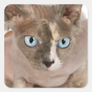 Studio portrait of Sphynx cat Square Sticker