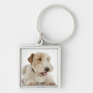 Studio portrait of Wheaten terrier puppy Key Ring