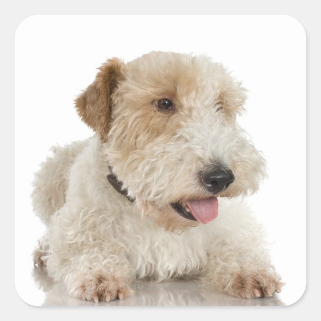 Studio portrait of Wheaten terrier puppy Square Sticker (Front)