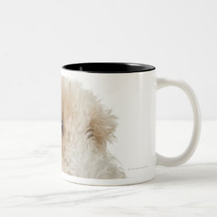 Studio portrait of Wheaten terrier puppy Two-Tone Coffee Mug