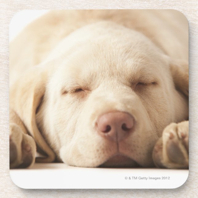 Studio portrait of Yellow Labrador Retriever Coaster (Front)