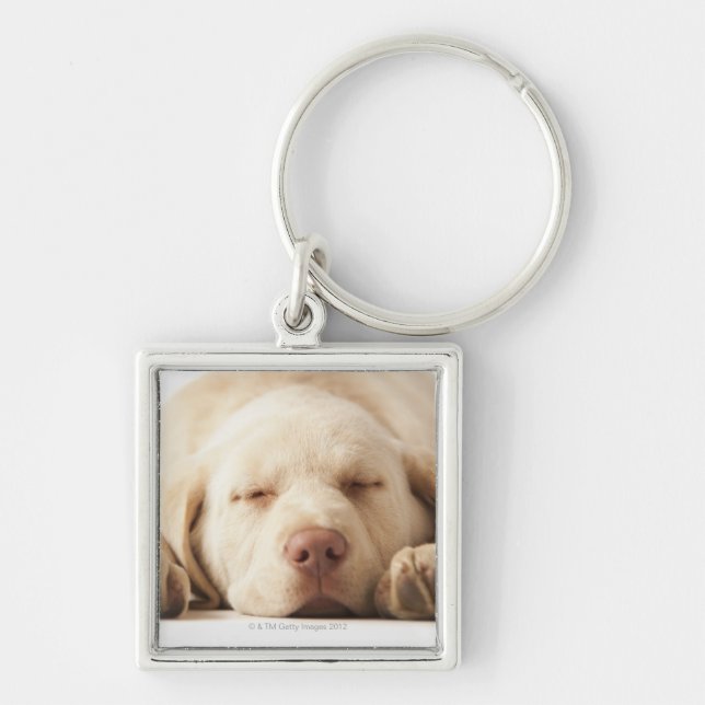 Studio portrait of Yellow Labrador Retriever Key Ring (Front)