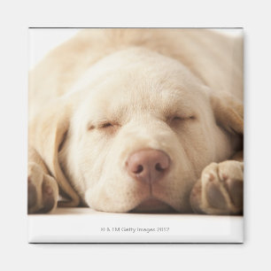 Studio portrait of Yellow Labrador Retriever Magnet