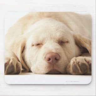 Studio portrait of Yellow Labrador Retriever Mouse Pad