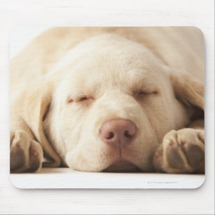 Studio portrait of Yellow Labrador Retriever Mouse Pad