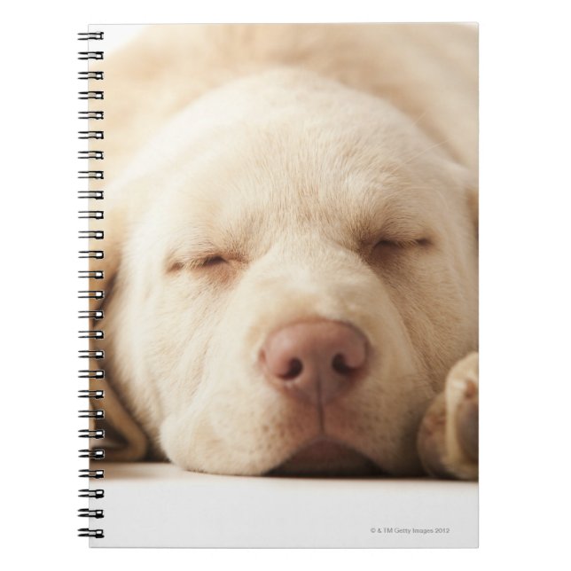 Studio portrait of Yellow Labrador Retriever Notebook (Front)