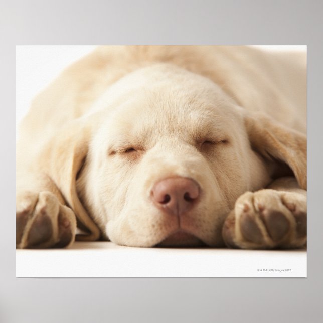 Studio portrait of Yellow Labrador Retriever Poster (Front)