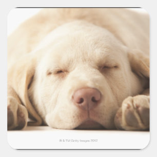 Studio portrait of Yellow Labrador Retriever Square Sticker