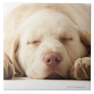 Studio portrait of Yellow Labrador Retriever Tile
