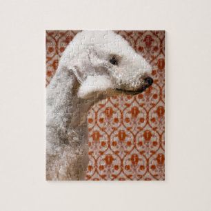 Studio shot of Bedlington Terrier Jigsaw Puzzle