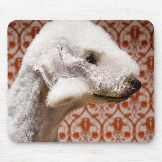 Studio shot of Bedlington Terrier Mouse Pad (Front)