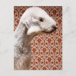 Studio shot of Bedlington Terrier Postcard