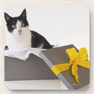 Studio shot of black and white cat in gift box coaster