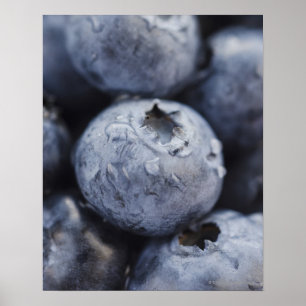 Studio shot of blueberries 2 poster