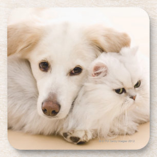 Studio shot of cat and dog coaster