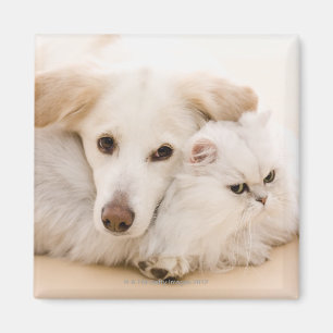 Studio shot of cat and dog magnet
