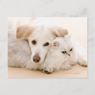 Studio shot of cat and dog postcard