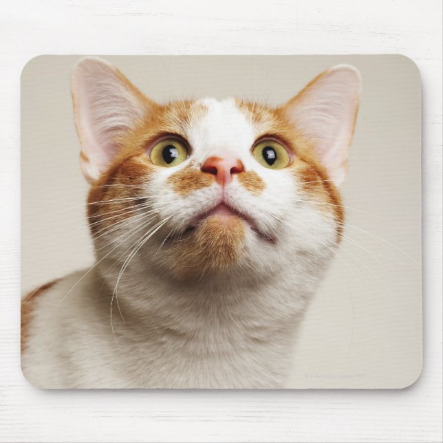 Studio shot of cat looking up mouse pad (Front)
