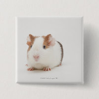 Studio shot of Guinea Pig