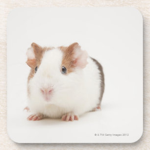 Studio shot of Guinea Pig Coaster