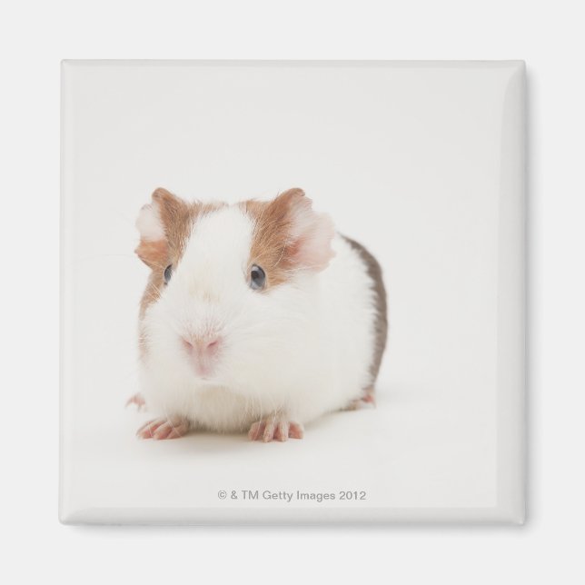 Studio shot of Guinea Pig Magnet (Front)