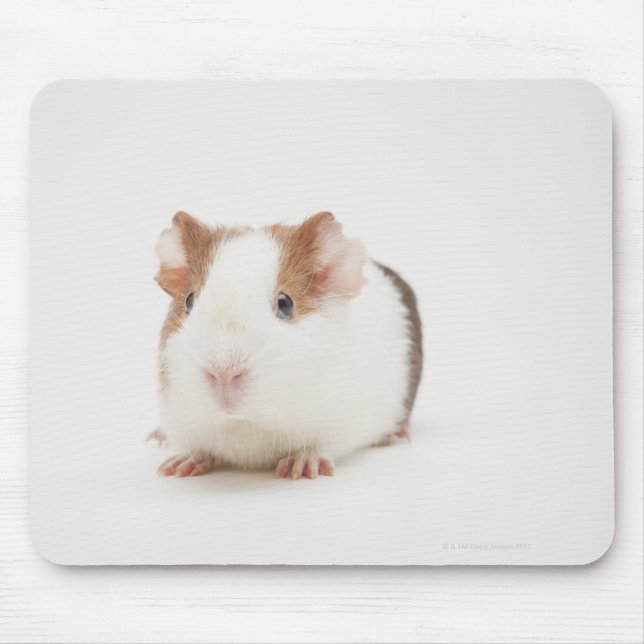 Studio shot of Guinea Pig Mouse Pad (Front)