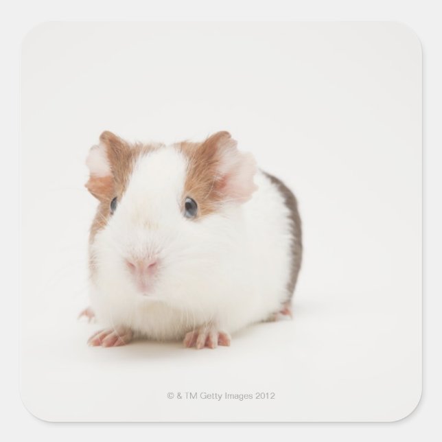 Studio shot of Guinea Pig Square Sticker (Front)