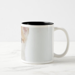 Studio shot of kitten Two-Tone coffee mug