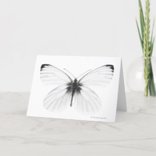 Studio shot of sharp-veined white butterfly card