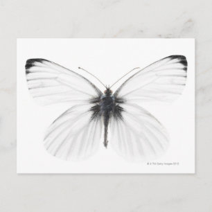 Studio shot of sharp-veined white butterfly postcard