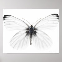 Studio shot of sharp-veined white butterfly