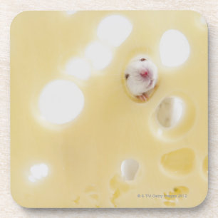Studio shot of white mouse looking through hole coaster