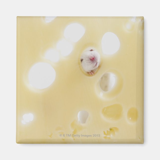Studio shot of white mouse looking through hole magnet (Front)