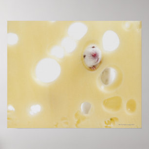 Studio shot of white mouse looking through hole poster