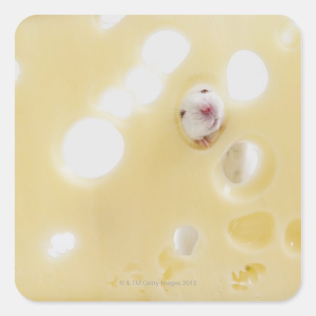 Studio shot of white mouse looking through hole square sticker (Front)
