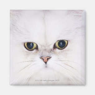 Studio shot of white Persian cat Magnet