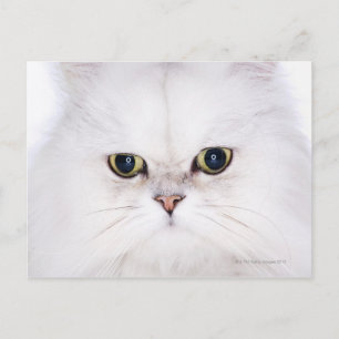 Studio shot of white Persian cat Postcard